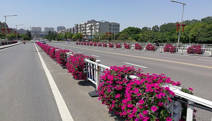 江蘇新阜寧大橋護欄綠化工程案例