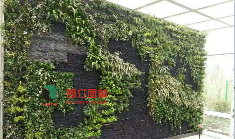 朗汀園林室內植物墻綠化工程