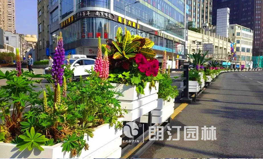 上海黃浦區道路隔離綠化