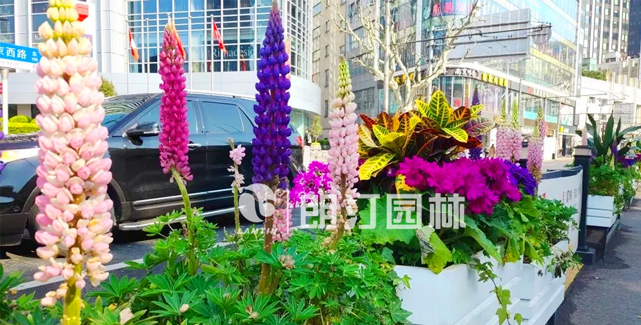 上海黃浦區道路隔離綠化
