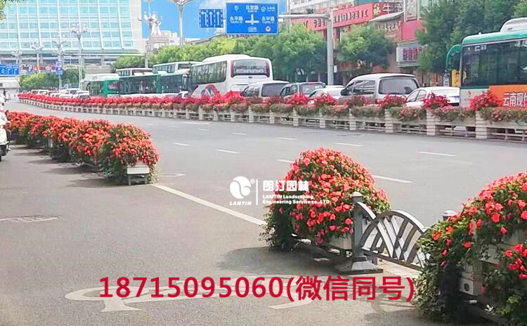朗汀花箱工程，一年后的昆明北京路綠化花箱