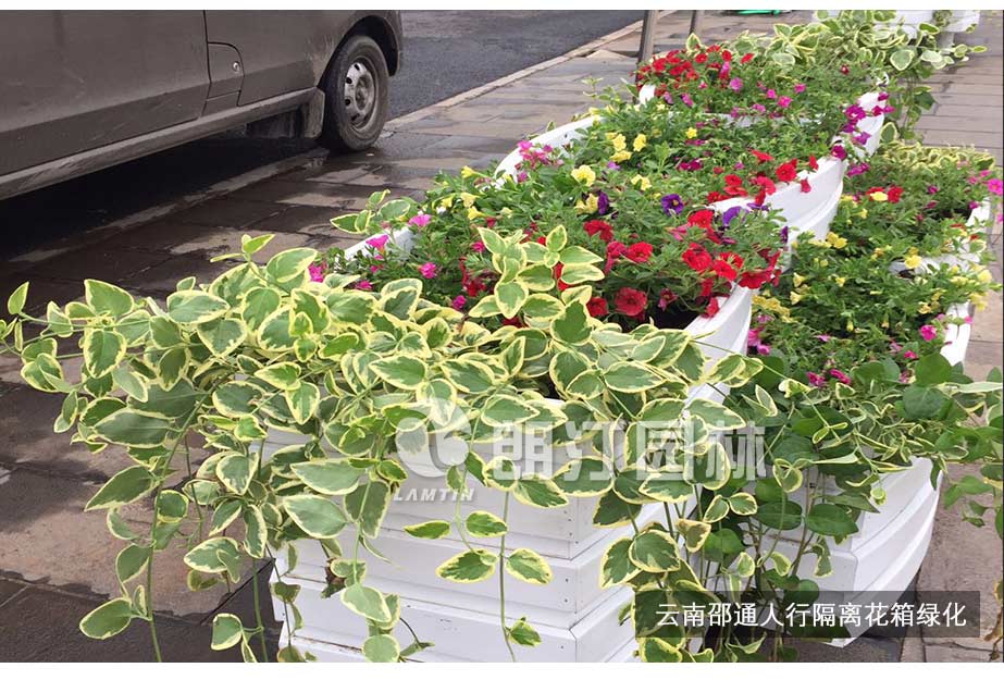 云南昭通機非隔離綠化花箱