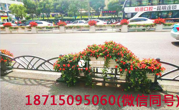 昆明北京路道路綠化，提升城市環境品質